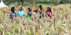 Katsina Farmers Harvest Hope as Millet Fields Promise Better Yield in 2026